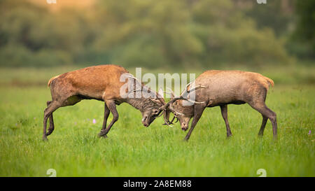 Zwei Rotwild Hirsche kämpfen gegeneinander mit Geweih und Hart Stockfoto