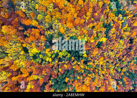 Antenne Drohne von oben nach unten anzeigen. Gelb, orange und rot Bäume im Herbst in bunten Wald. Sonnigen Tag im Herbst in den Bergen Stockfoto