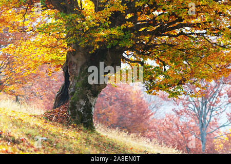 Majestätischen alten Buche mit gelben und orangen folliage im Herbst Wald. Malerischer herbst Szene in den Karpaten, in der Ukraine. Landschaft photograp Stockfoto