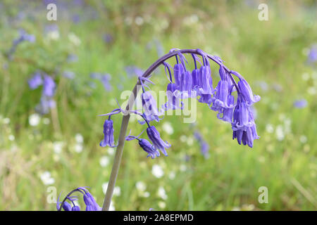 Bluebell oder wilde Hyazinthe (Endymion nonscriptus) Nahaufnahme Blüten hängen. Stockfoto