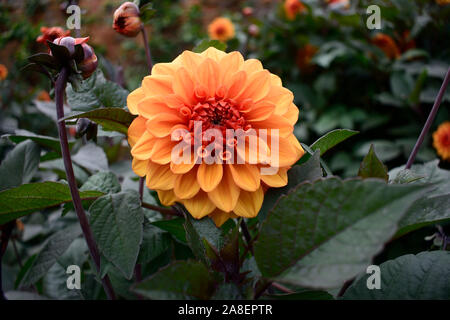 Dahlie. David Howard. Nahaufnahme der einzelnen Orange Blume. Stockfoto