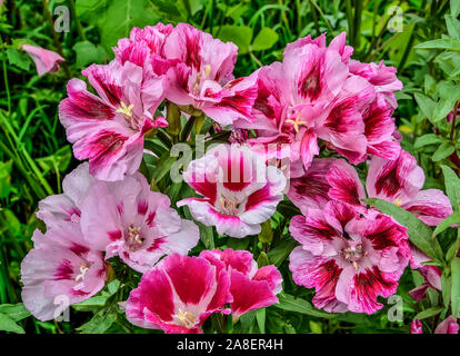 Blumen rosa Lavater (malvaceae) oder jährliche, Rose, Royal oder Regal Malve mit Laub im Garten. Jährliche Mallow (Lavatera trimestris) Stockfoto