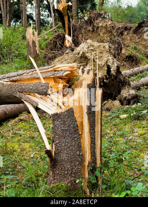 Sturmschäden, umgestürzte Bäume im Wald, Stockfoto