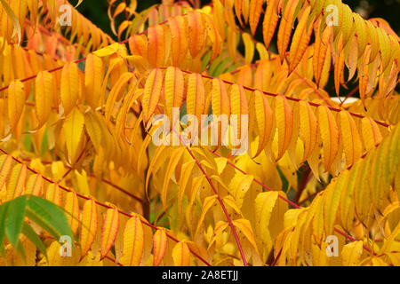 Blätter auf einem rhus typhina Strauch im späten Herbst im Botanischen Garten der Universität Oxford, England. Stockfoto