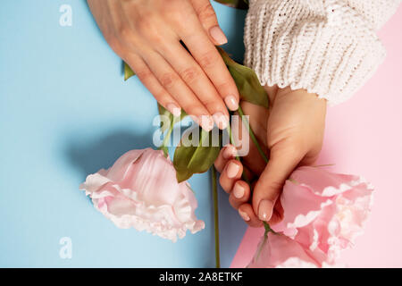 Nahaufnahme der schöne weibliche Hände, die Blumen auf einem zwei ton Pastell blau und rosa Hintergrund Stockfoto