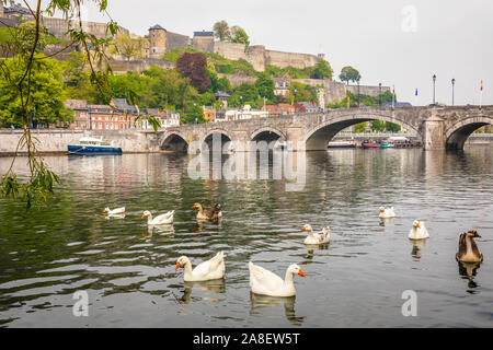 Schwimmen weißen und grauen Gänse in der Maas mit Jambes Brücke und Zitadelle von Namur Festung auf dem Hügel, Namur, Wallonien, Belgien Stockfoto