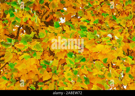Grün, gelb, orange und gelbe Blätter auf einem Liriodendron tulipifera Baum im späten Herbst im Botanischen Garten der Universität Oxford, England Stockfoto