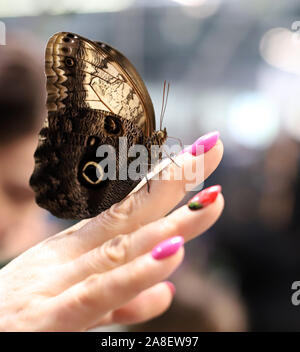 Großer Schmetterling auf der Hand Stockfoto