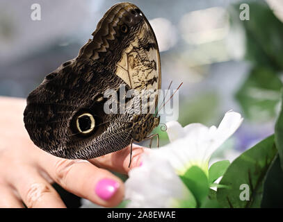 Großer Schmetterling auf der Hand Stockfoto