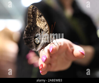 Großer Schmetterling auf der Hand Stockfoto