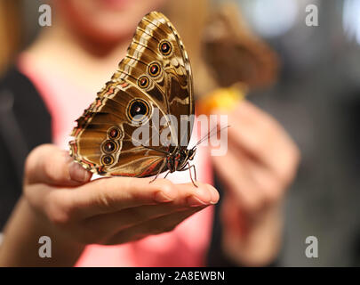 Großer Schmetterling auf der Hand Stockfoto