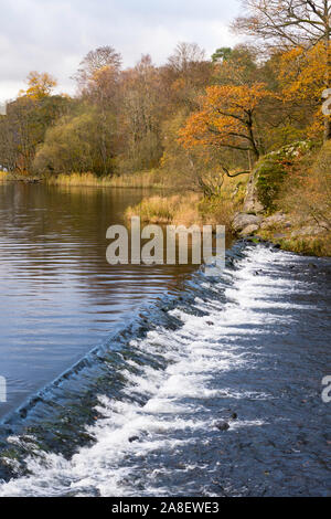 Ein Herbst Blick auf den Fluss Rothay fliesst über ein Wehr, wie es Blätter Grasmere, im Lake District, Cumbria, England, Großbritannien Stockfoto