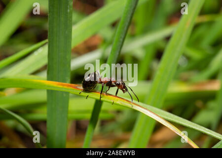 Waldameise (Formica rufa) Wandern auf Grashalm, Schottland, Großbritannien. Stockfoto