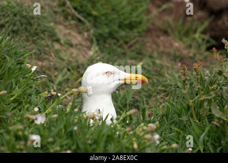 Portrait von Silbermöwe (Larus argentatus) sitzen unter Gras und weißen Blüten. Stockfoto