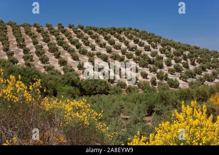 Olivenhain, Priego de Cordoba, Provinz Córdoba, Andalusien, Spanien, Europa. Stockfoto