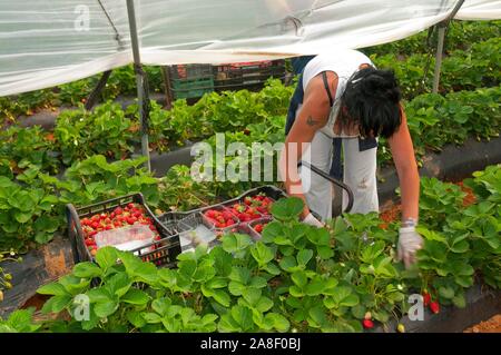 Sammeln von Erdbeeren, La A Guarda, Provinz Huelva, Andalusien, Spanien, Europa. Stockfoto