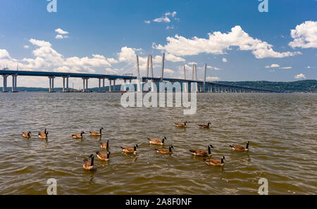 TARRYTOWN, NEW YORK, USA - Kanadische Gänse schwimmen in den Hudson River in der Nähe von Tappan Zee Bridge. Stockfoto