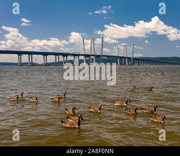 TARRYTOWN, NEW YORK, USA - Kanadische Gänse schwimmen in den Hudson River in der Nähe von Tappan Zee Bridge. Stockfoto