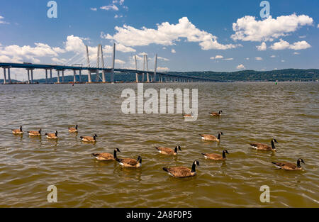 TARRYTOWN, NEW YORK, USA - Kanadische Gänse schwimmen in den Hudson River in der Nähe von Tappan Zee Bridge. Stockfoto