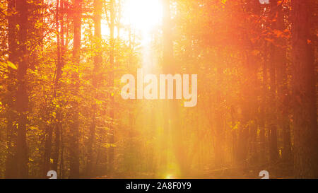 Ein malerischer Herbst Blick von Sonnenlicht durch die Baumkronen. Stockfoto