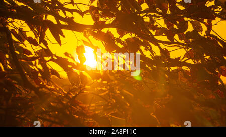 Einen malerischen Blick auf den Sonnenuntergang scheint durch Herbst Laub. Stockfoto