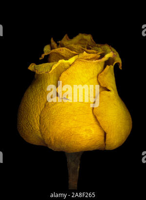 A FADING Rose' fotografiert" auf einem großen Flachbettscanner in hoher Auflösung. Stockfoto