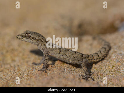 Kotschy's Gecko (Mediodactylus Kotschyi) auf der griechischen Insel Zypern, Griechenland. Stockfoto