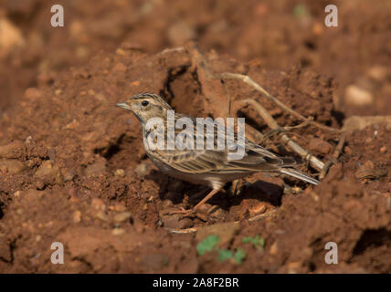 Feldlerche (Alauda arvensis) auf einem gepflügten Feldes in Zypern. Stockfoto