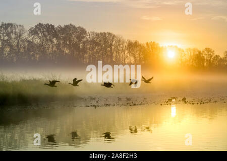 Die Gänse im Flug, Morgen, Nebel, Sonnenaufgang, Burnaby Lake Regional Park, Burnaby, British Columbia, Kanada Stockfoto