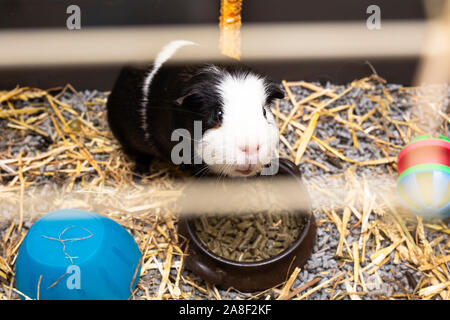 Guinea-pig Schwarz und Weiß in seinem Käfig, kleinen niedlichen pet-close-up mit Spielzeug, Futter und Stroh Stockfoto