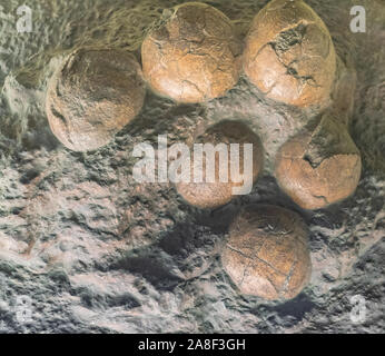 Moskau, Russland; 1. April 2018: Versteinerte Oolithes spheroides Dinosaurier Eier, in Moskau ausgesetzt Stockfoto