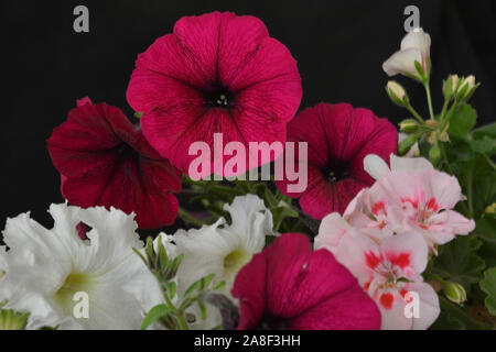 Eine wunderbare schöne bunte Foto von Blumen als Illustration Tapete abstrakte Hintergrund Karten Design Dekoration Textur Postkarten verwendet Stockfoto