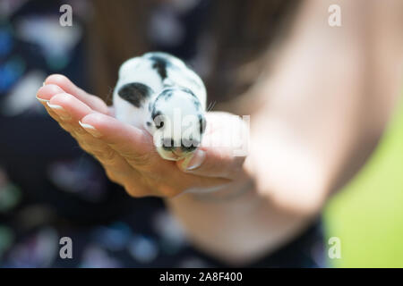Adorable Baby Kaninchen 1 Woche alt, leicht in die Hände von Frauen Stockfoto