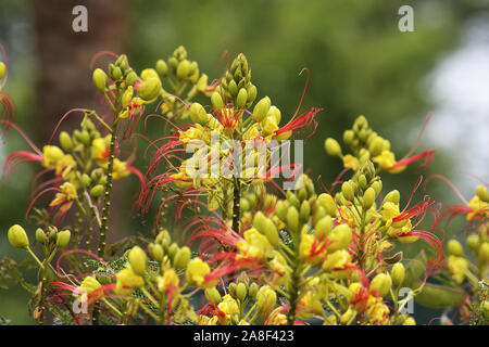 Eine wunderbare, schön, bunt, Foto, von Blumen als Illustration verwendet, Tapete, abstrakt, Hintergrund, Karten, Design, Dekoration, Textur, وpostcard Stockfoto