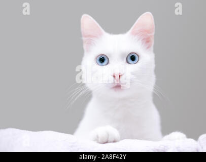 Eine junge Weiße inländischen Kurzhaar Katze mit blauen Augen und einen überraschten Ausdruck Stockfoto