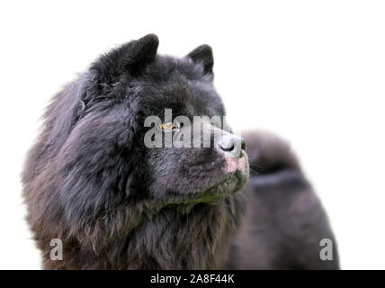 Eine schwarze Chow Chow Dog mit einer dicken, wolligen Fell Stockfoto