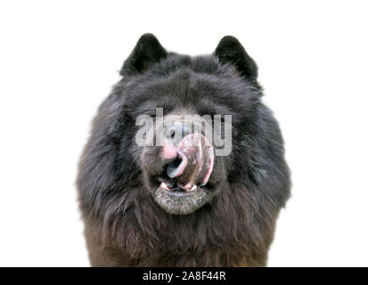 Eine schwarze Chow Chow Dog mit einer dicken, wolligen Fell lecken der Lippen Stockfoto