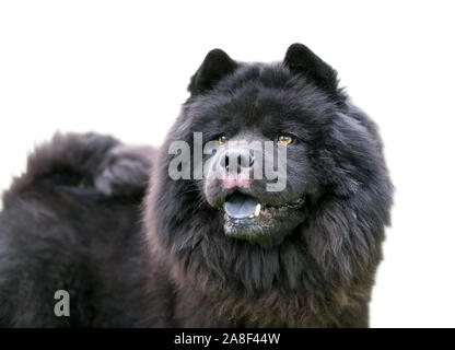 Eine schwarze Chow Chow Dog mit einer dicken, wolligen Fell Stockfoto