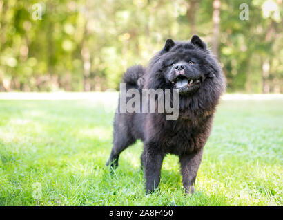 Eine schwarze Chow Chow Dog mit einer dicken, wolligen Fell stehen im Freien Stockfoto