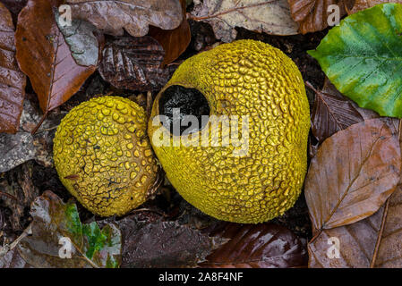 Gemeinsame earthballs/pigskin Gift bovisten/gemeinsame Masse Kugeln (Sklerodermie/citrinum Scleroderma aurantium) auf dem Waldboden im Herbst Stockfoto