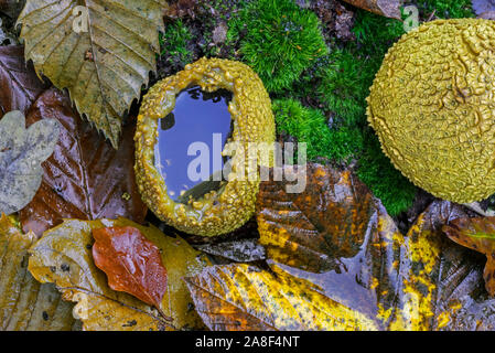 Gemeinsame earthball/pigskin Poison puffball/gemeinsame Erde Kugel (scleroderma Citrinum) Aufplatzen en mit Wasser auf dem Waldboden im Herbst gefüllt Stockfoto