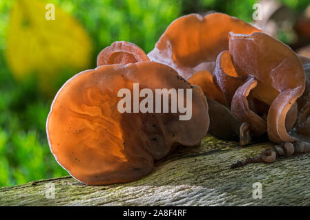 Der Jude ear/black Wood ear/jelly Ohr (Auricularia judae Aurikel-) Frucht Körper auf gefallenen Baumstamm im Herbst Wald Stockfoto