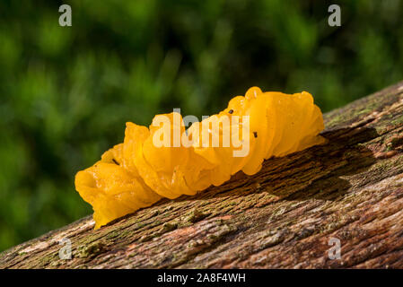 Gelbe Gehirn/golden jelly Pilz/Gelb trembler/Hexen "Butter (Tremella mesenterica/Helvella mesenterica) auf Baumstamm im Herbst Wald Stockfoto