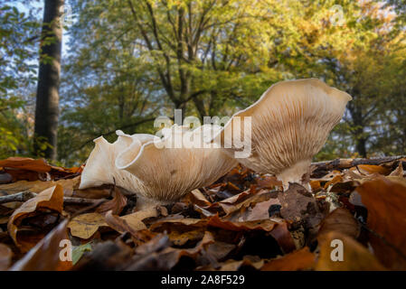 Fleecy Milch-Cap (Lactifluus vellereus/Lactarius vellereus) auf dem Waldboden in Buche Wald im Herbst Stockfoto