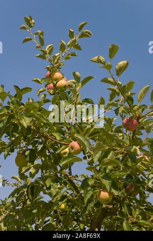 Apple tree, Las Navas de la Concepcion, Provinz Sevilla, Andalusien, Spanien, Europa. Stockfoto