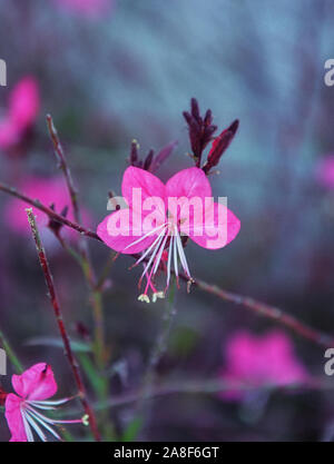 Gaura gaura lindhemeria, rosa Blume. Andere name Oenothera lindheimeri. Stockfoto