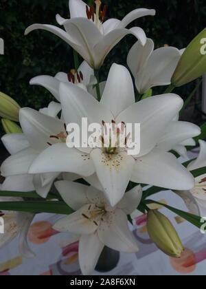 Bouquet de Lys Eyeliner Stockfoto