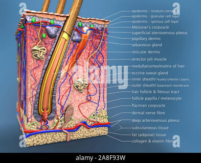 Haut Anatomie, Abbildung Stockfoto