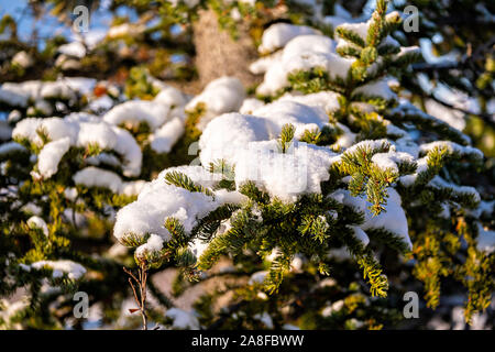 Eine frühe Jahreszeit Schnee Stäube der borealen Wälder im Denali National Park, McKinley Park, Alaska Stockfoto