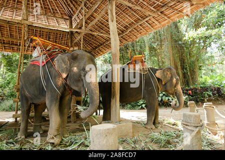 Riesige Elefanten mit Reiter Sattel in Thailand. Stockfoto